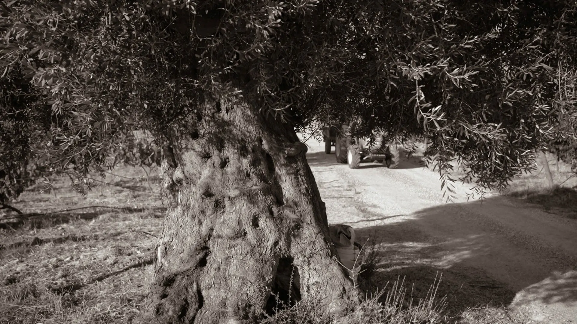 One of the estate’s ancient olive trees