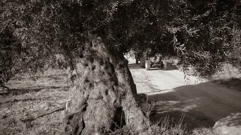 One of the estate’s ancient olive trees