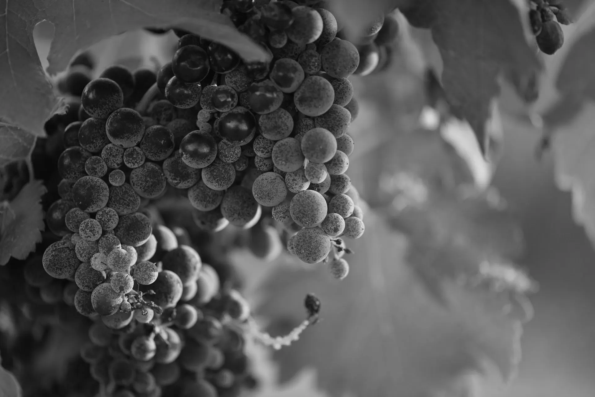 Ripe Syrah grapes on the vine