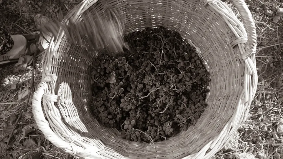 A basket of freshly picked grapes