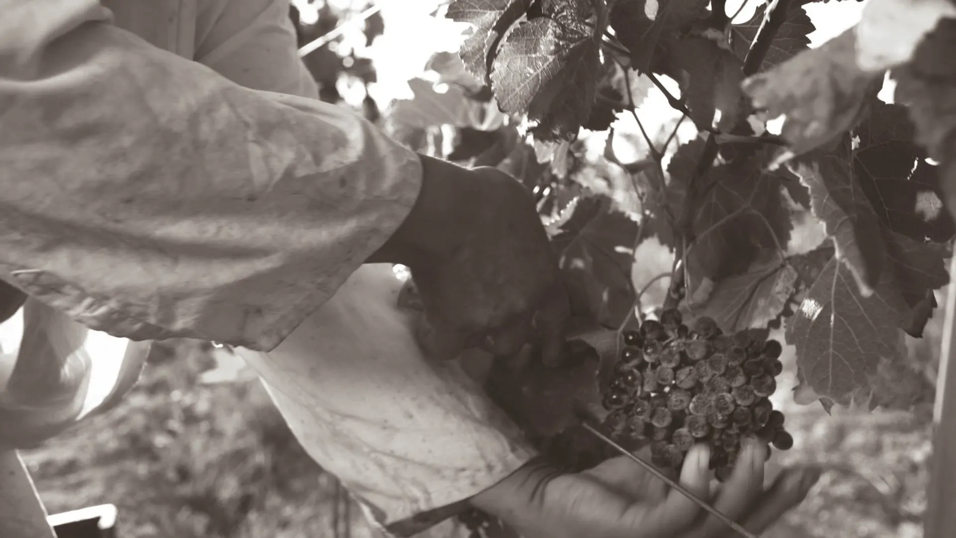 Hand-picking grapes at harvest