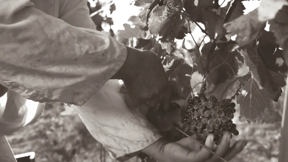 Hand-picking grapes at harvest