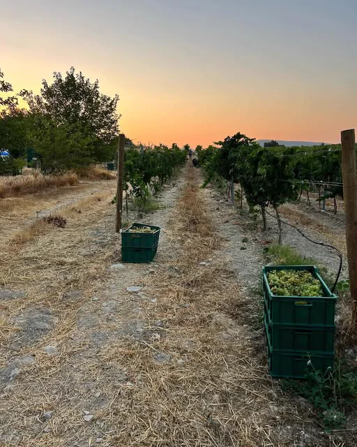 Harvest crates between the rows at sunset