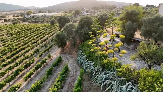 Vines and olive trees side by side