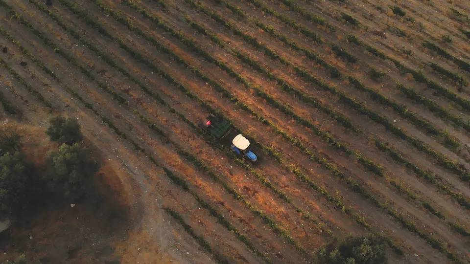 Aerial view of the vineyard rows