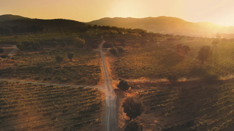 The road through the vines from above