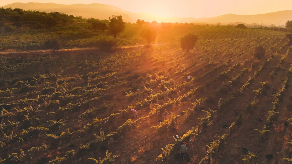 Vineyard rows at sunset
