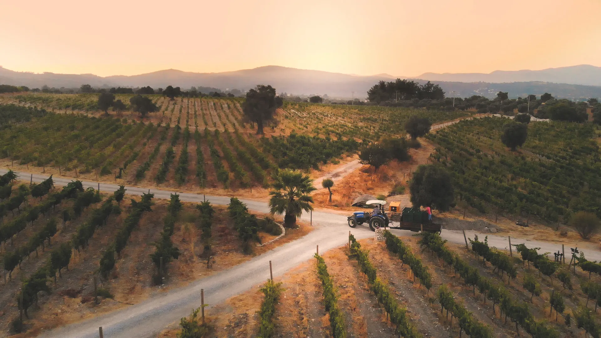 A tractor between the vines at golden hour