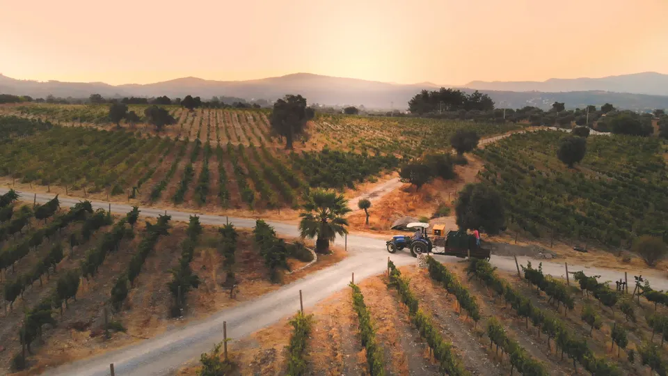 A tractor between the vines at golden hour